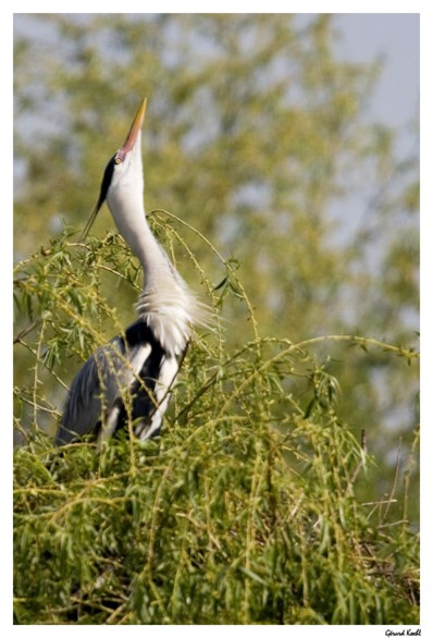  Image name: airone cenerino3.jpg 
 width: 398 pixel 
 height: 586 pixel 
 Size: 68236 bytes 
 Click to enlarge 